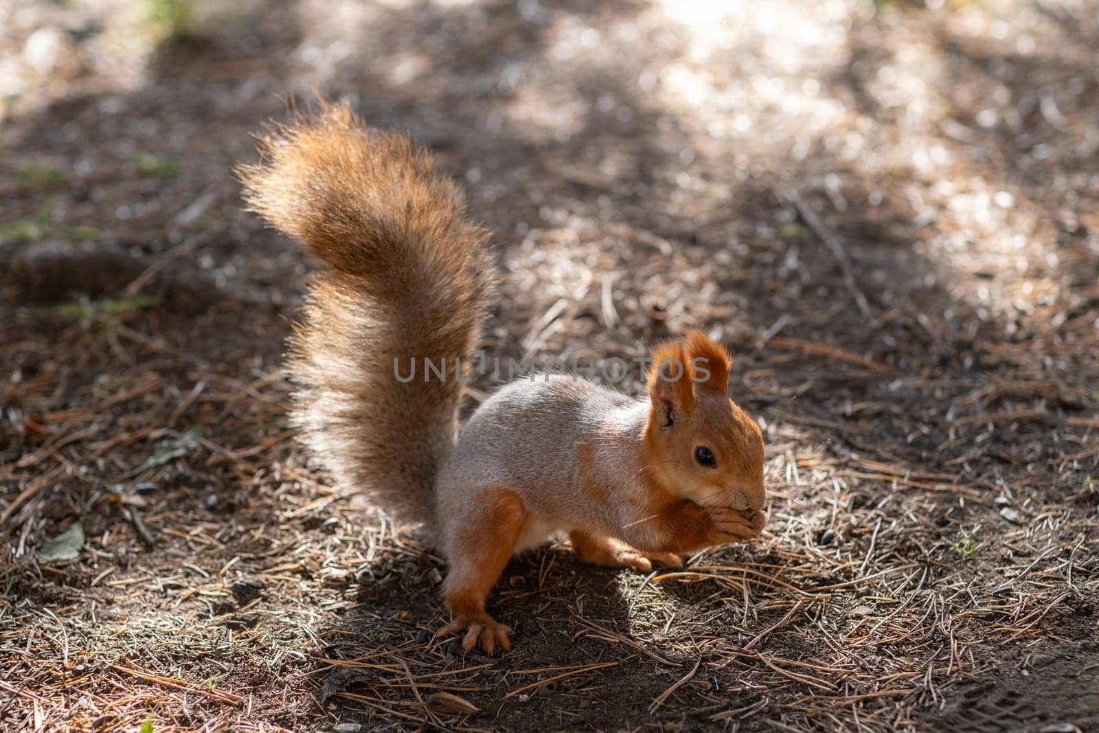 A beautiful red squirrel eats nuts in the forest. A squirrel with a fluffy tail sits and eats nuts close-up. Slow motion video