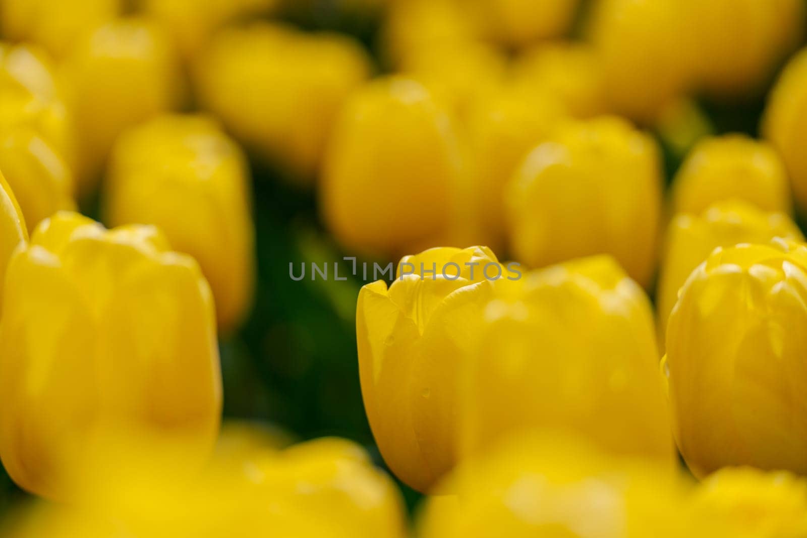 Yellow tulips spring blossoming , bokeh flower background, pastel and soft floral card, selective focus.