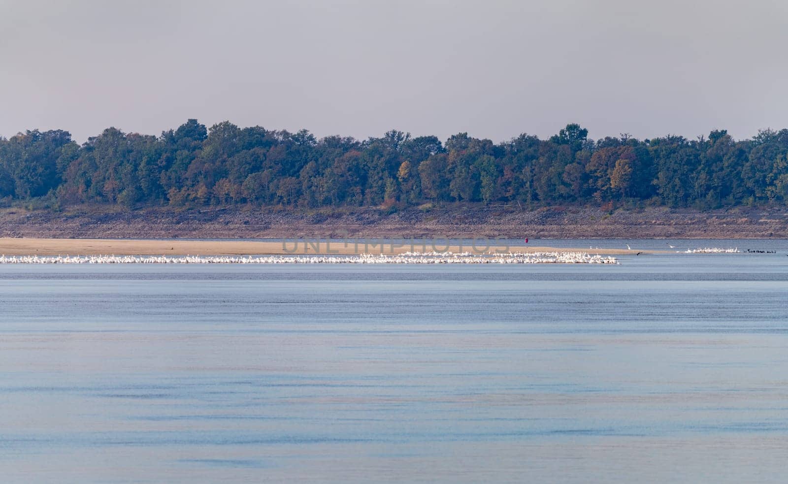 Large group of white pelicans in flock on sandy beach exposed due to drought by steheap