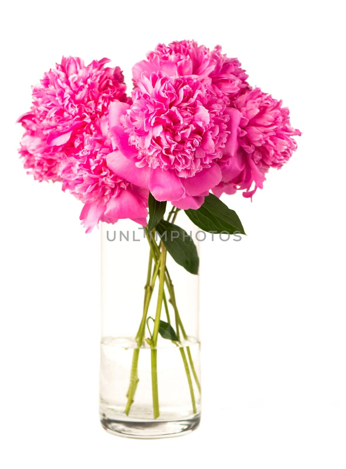Beautiful pink peony. Blooming peony flower is open, close-up. Wedding background, Valentine's day concept.