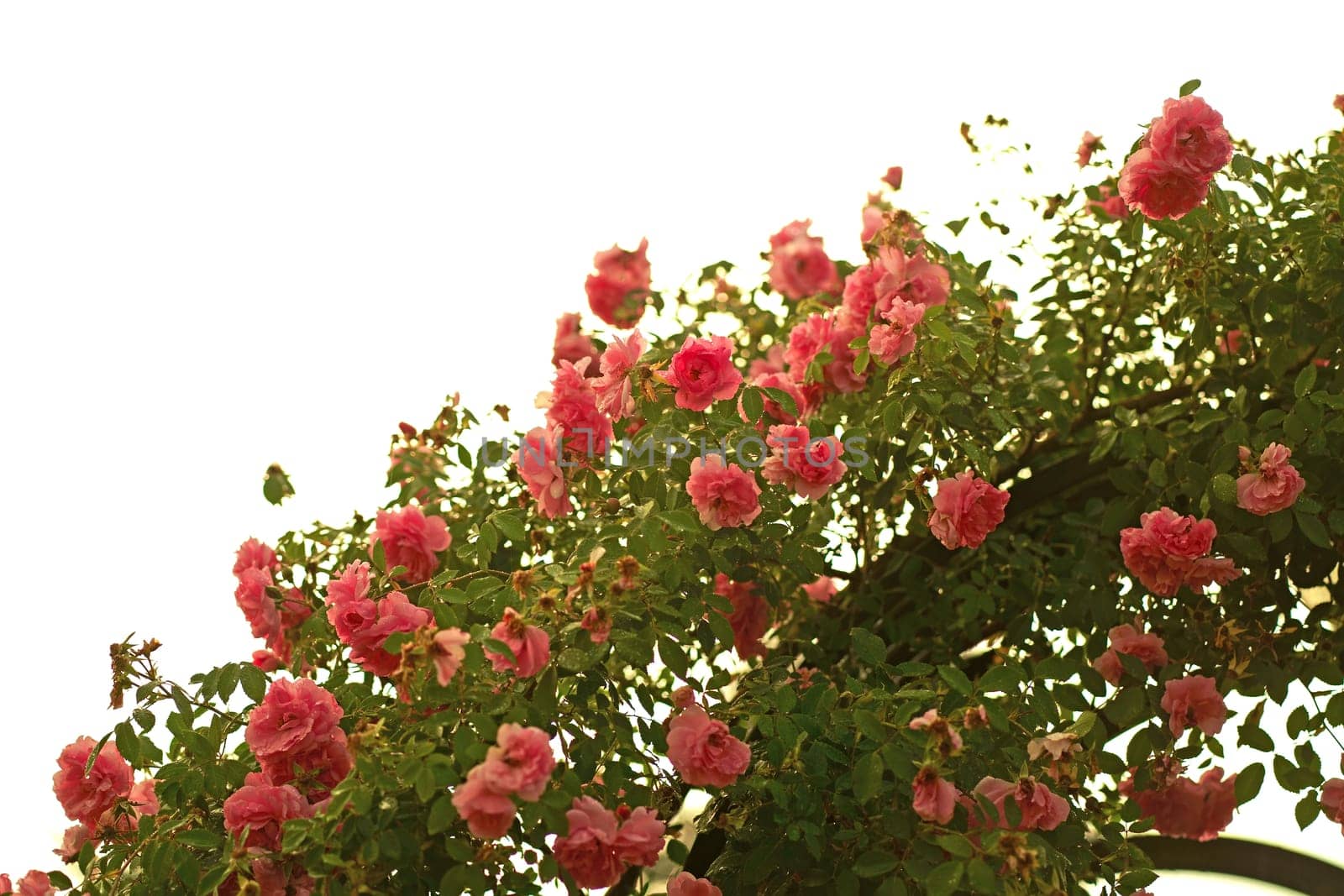 climbing rose. Fantastic pattern of climbing roses in full bloom. Cozy garden on a sunny day. A picturesque image of a blooming garden in spring. Ideal photo wallpaper. The beauty of the earth. by aprilphoto