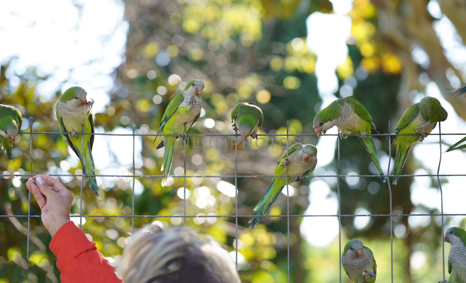 Barcelona. City Park. People feed parrots. Interaction between people and animals in the city. Group of green parakeets on a mesh fence and the hand of a man feeding them by aprilphoto