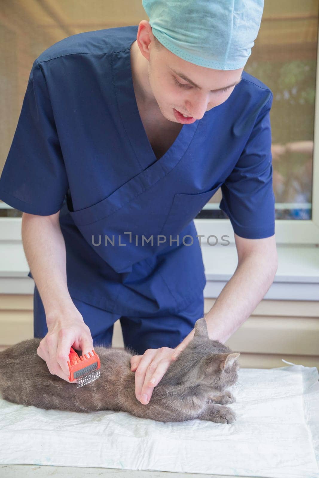 young veterinarian combs a street gray kitten at a volunteer aid animal station, provides him with first aid, removes parasites, fleas, and ticks, High quality photo