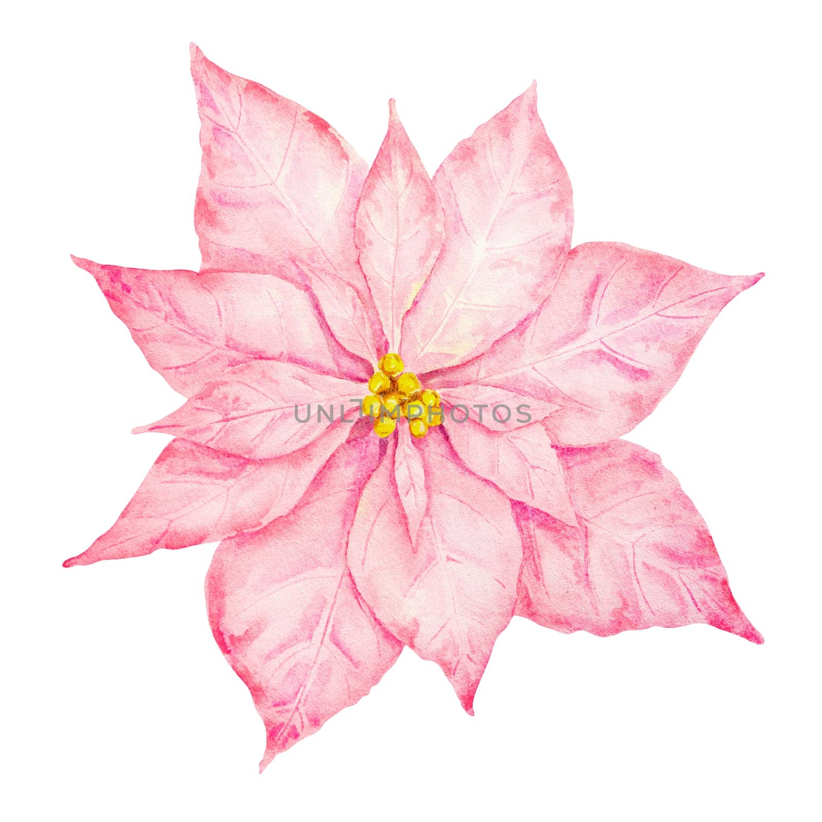 Pink and gold poinsettia. Watercolor hand drawn illustration of Christmas star. Clip art of winter symbol, new year ornament for holiday season prints, greeting cards, banners, invitations, packing, paper