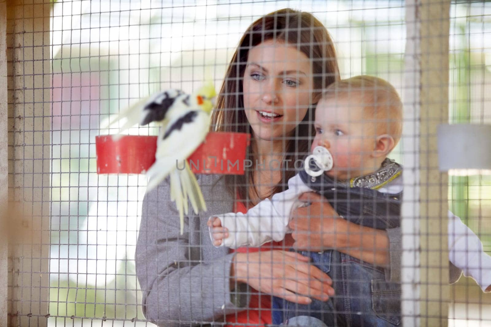 Mother, holding and baby for show of bird, zoo or cage on farm for bonding, relationship or childhood. Woman, infant and looking at cockatiel with color for cognitive development, growth and care.
