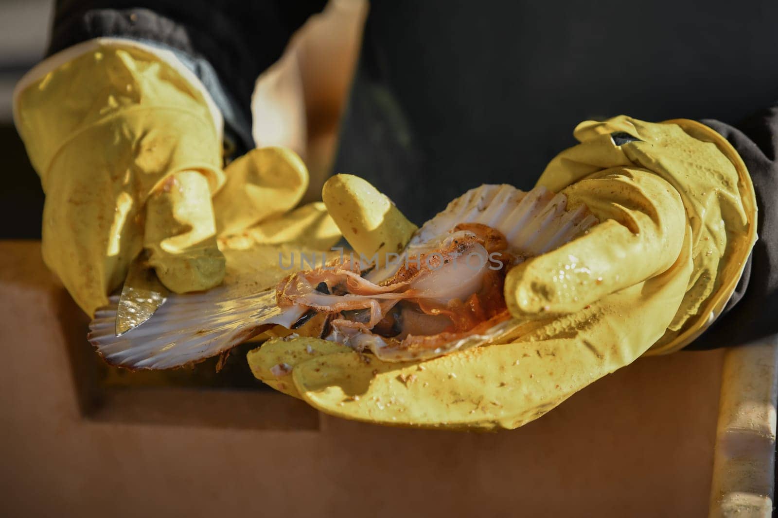 Man in gloves and apron cleans Atlantic scallop.