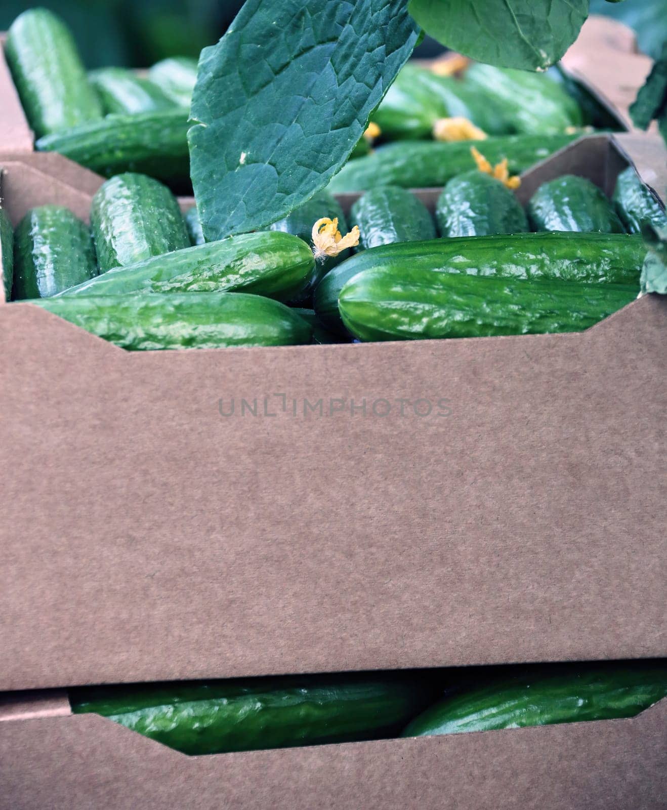 Picking cucumbers in a greenhouse. Close-up of boxes with cucumbers in the aisle.