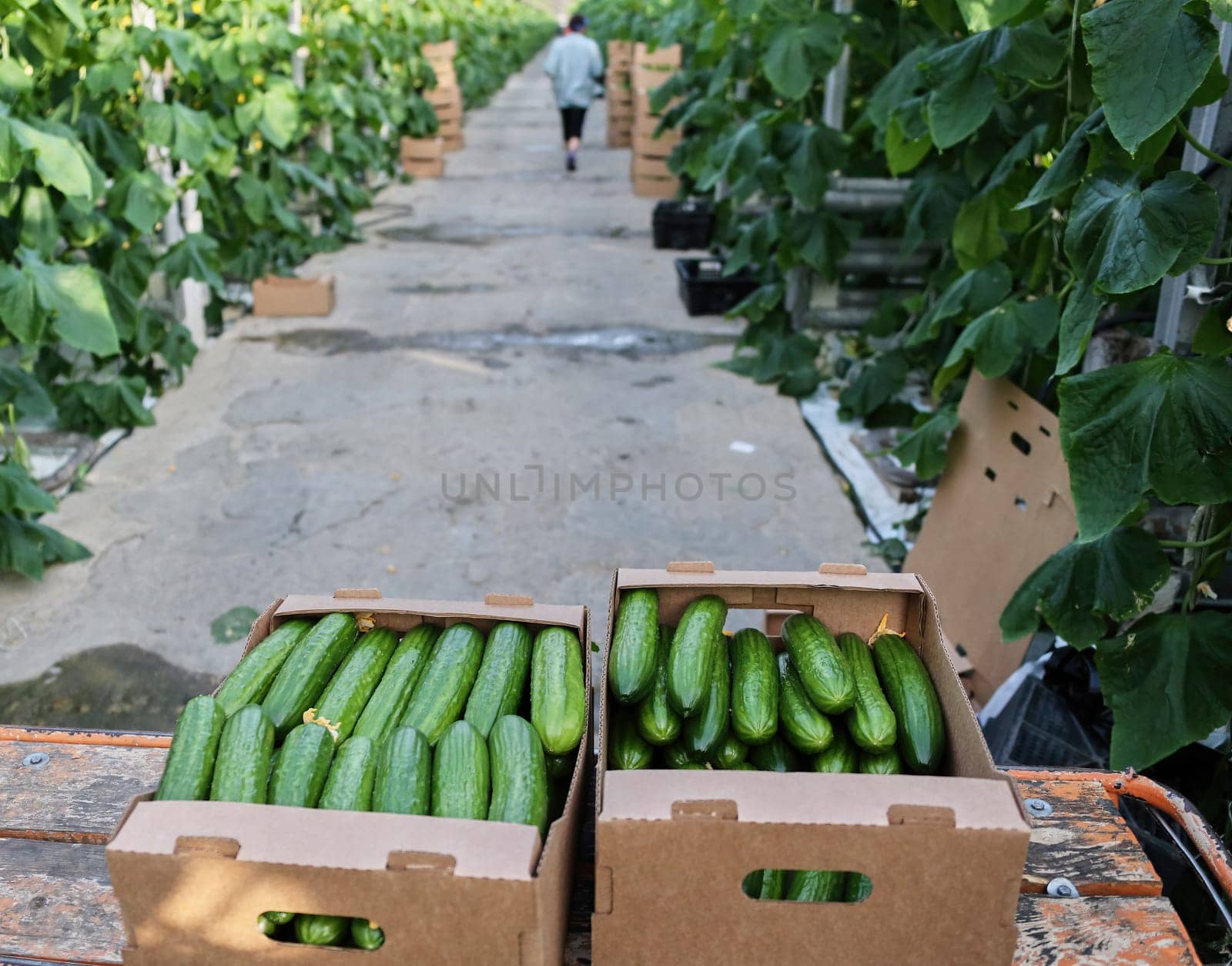 Picking cucumbers in a greenhouse. Close-up of boxes with cucumbers in the aisle.