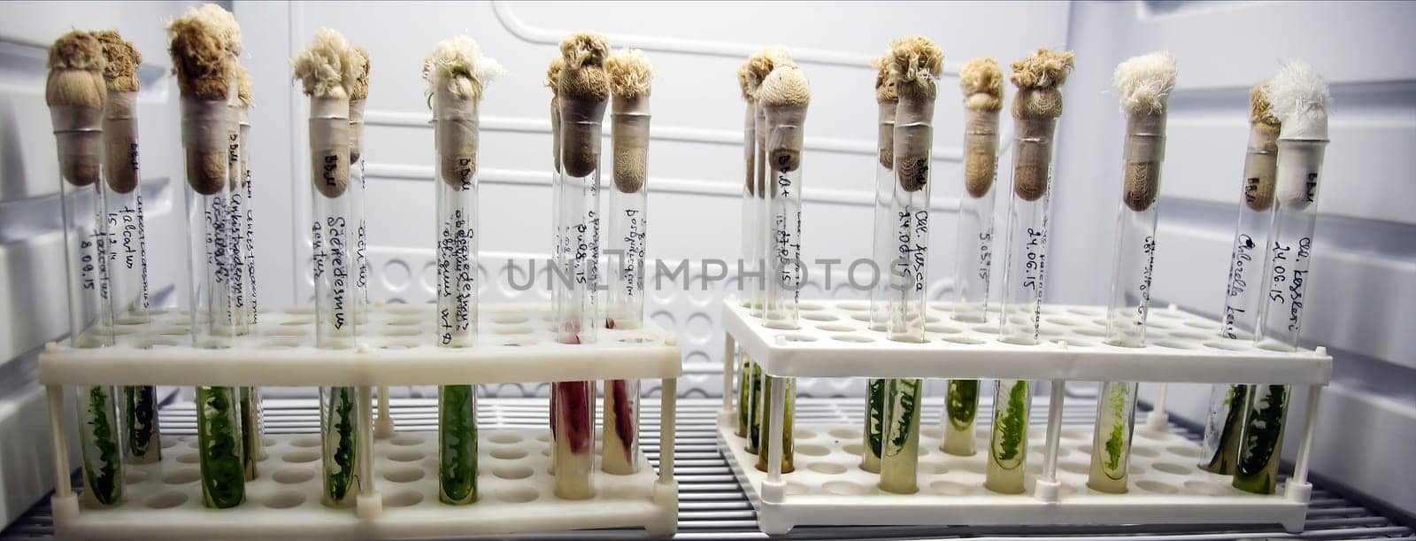 Green fresh plant in a glass test tube in the laboratory in the refrigerator. Genetically modified plants in a real laboratory.