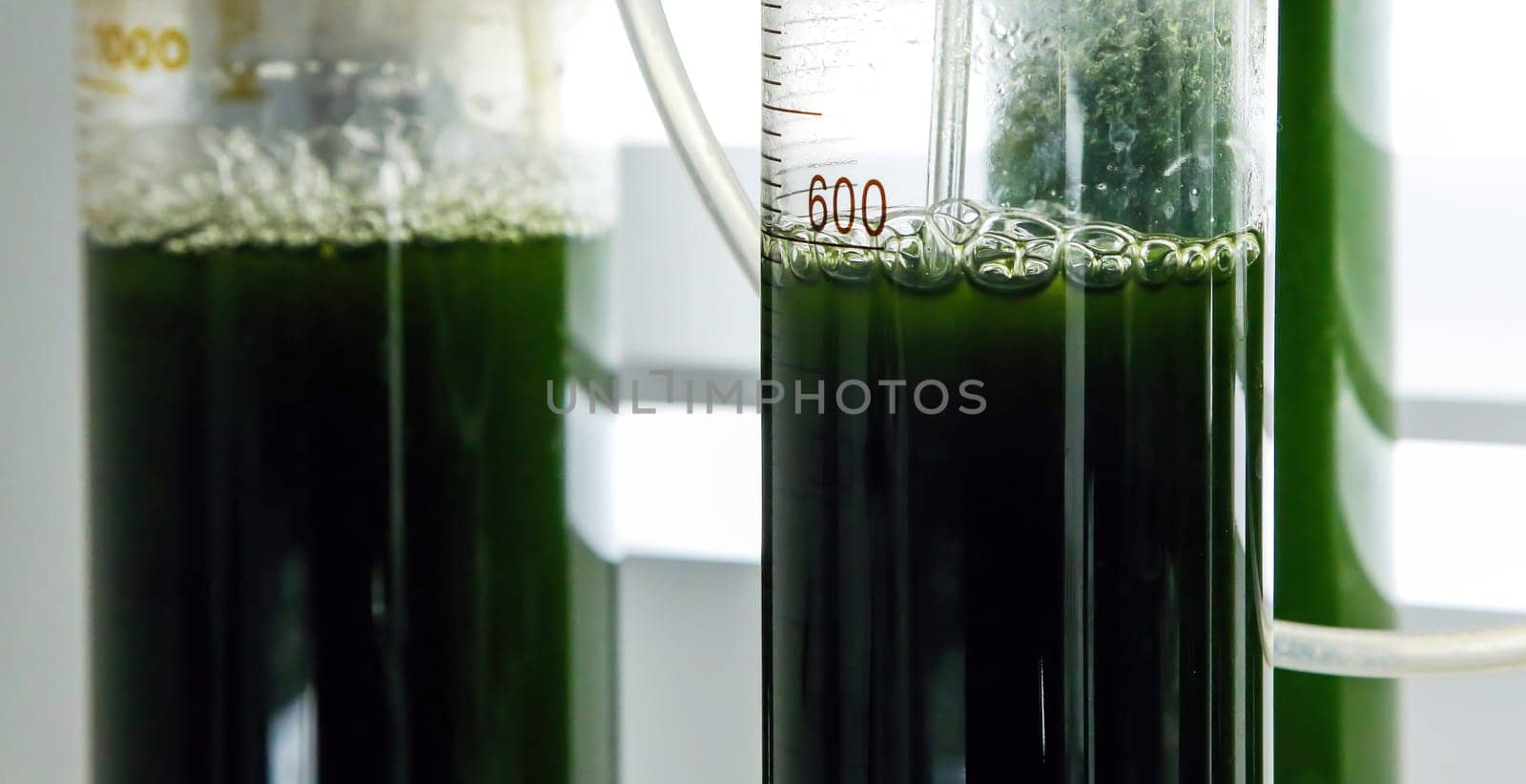 Green fresh plant in a glass test tube in the laboratory in the refrigerator. Genetically modified plants in a real laboratory.