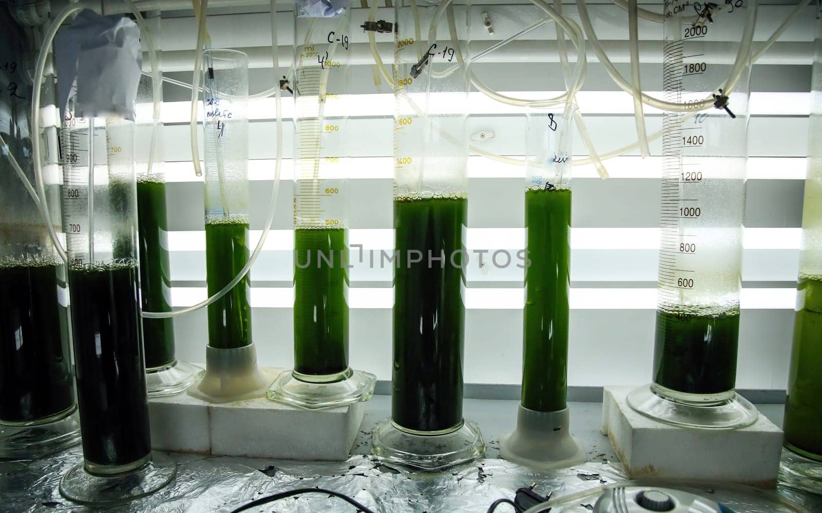 Green fresh plant in a glass test tube in the laboratory in the refrigerator. Genetically modified plants in a real laboratory.