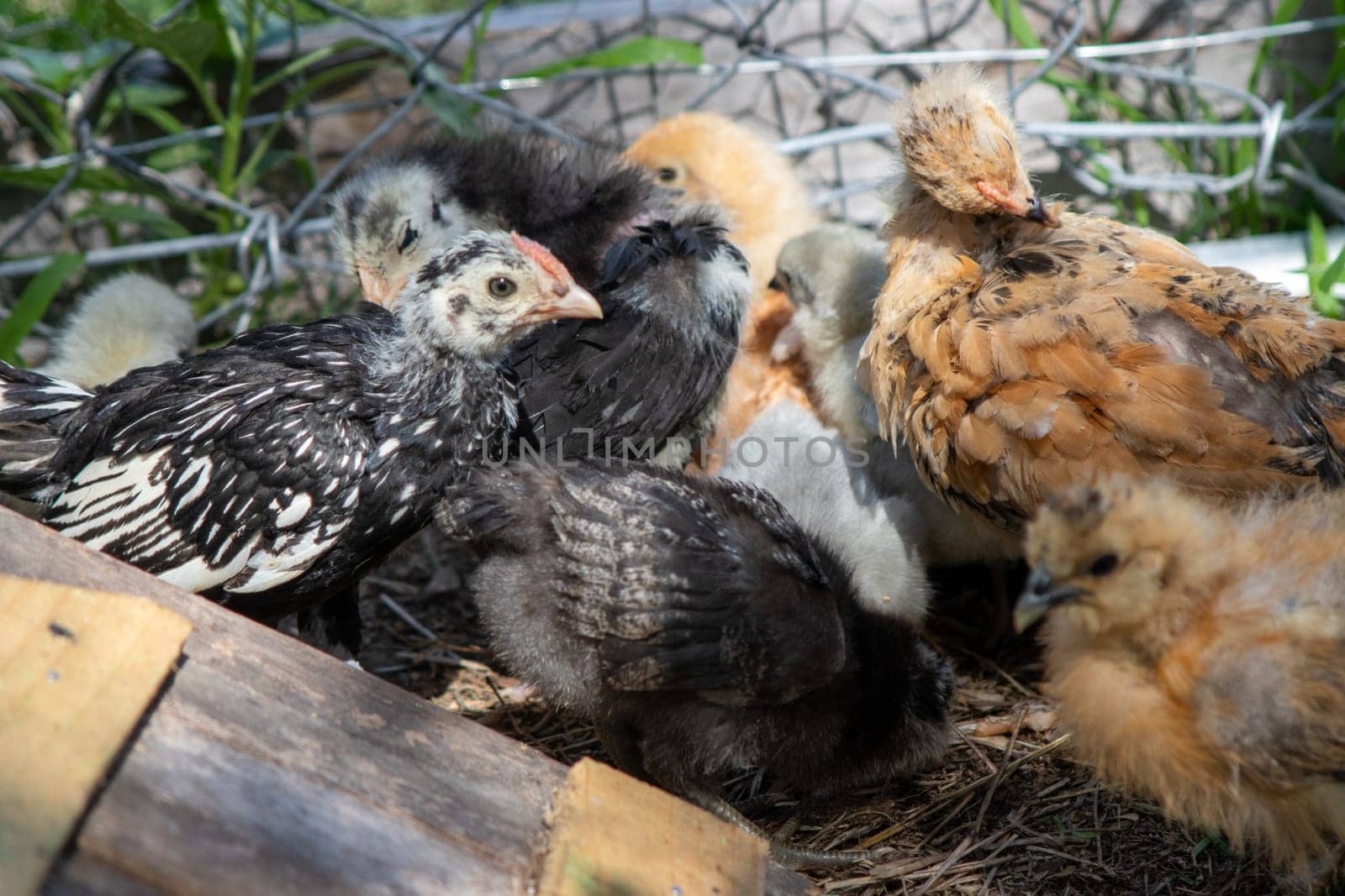 Group of Bantam baby chicks in the yard . High quality photo