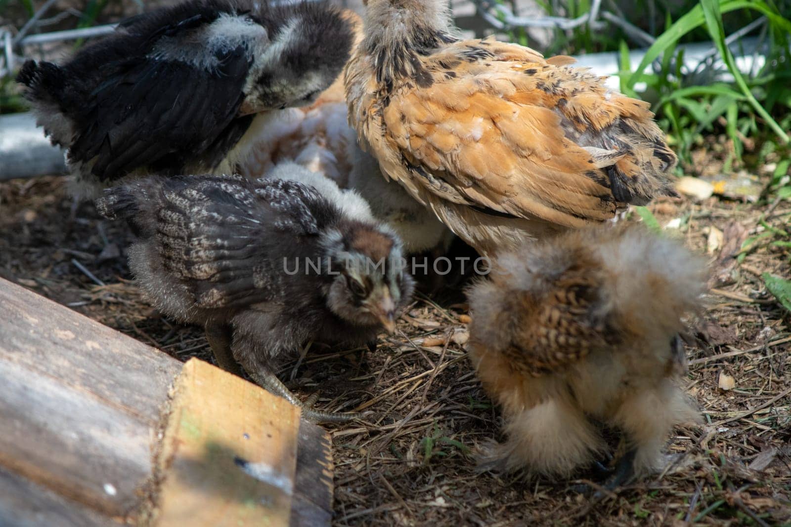 Group of Bantam baby chicks in the yard by gena_wells