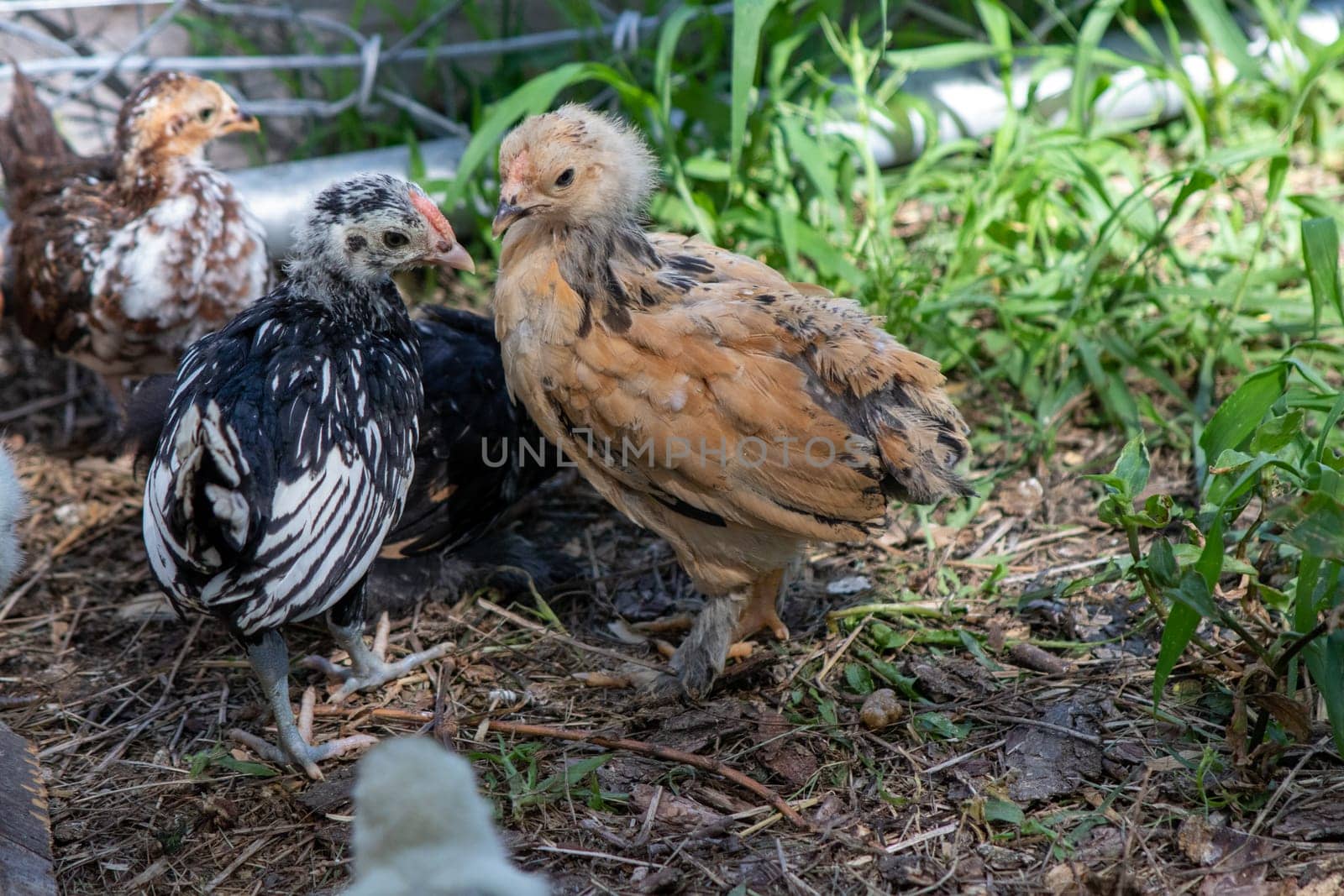 Group of Bantam baby chicks in the yard by gena_wells