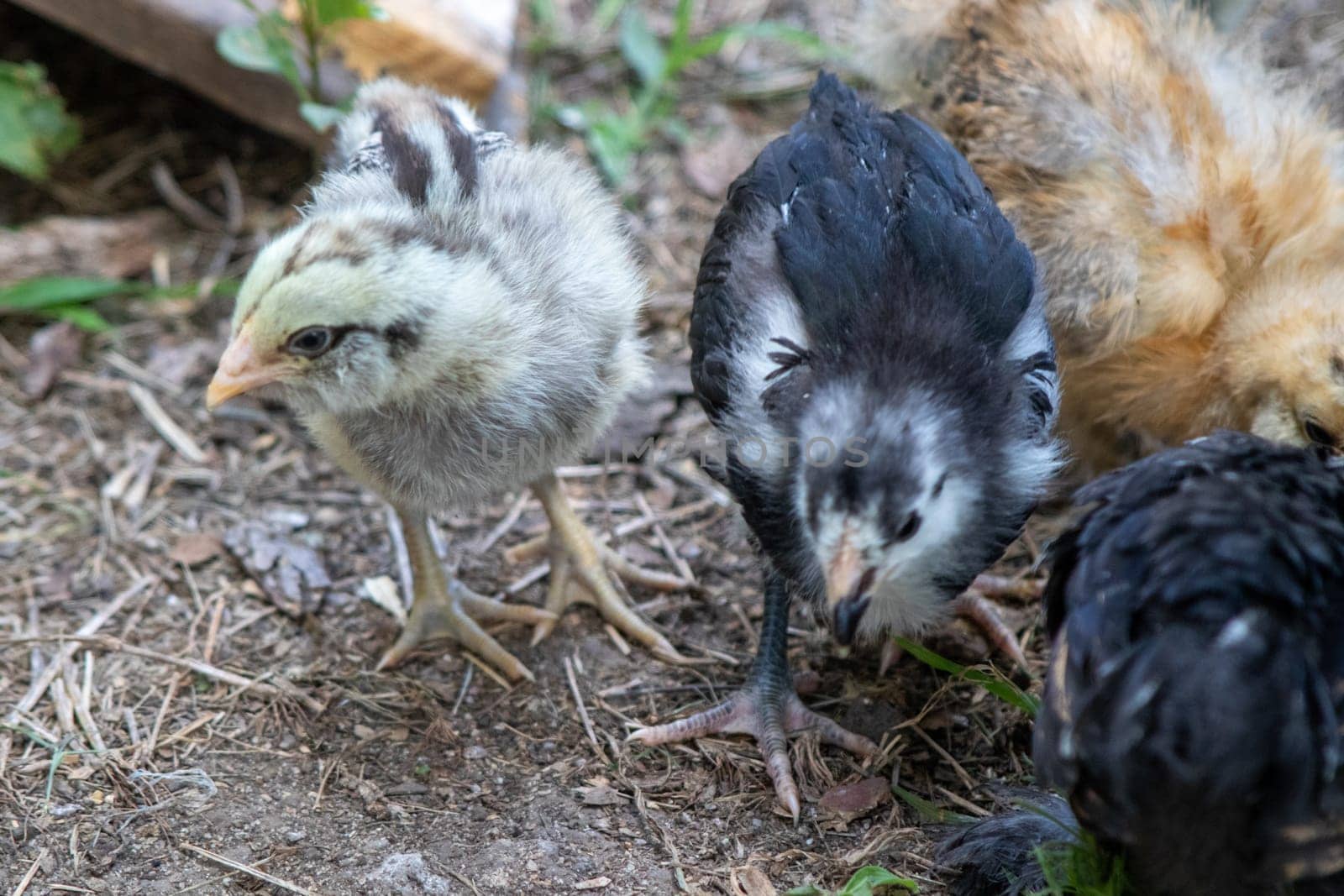 Group of Bantam baby chicks in the yard by gena_wells