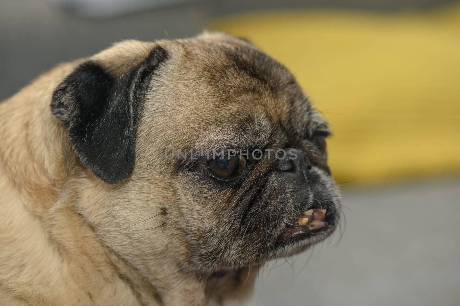 old pug resting in the apartment 2