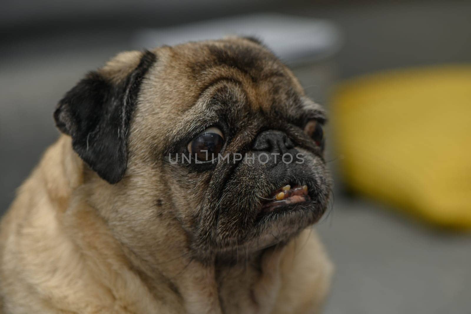 old pug resting in the apartment 7 by Mixa74