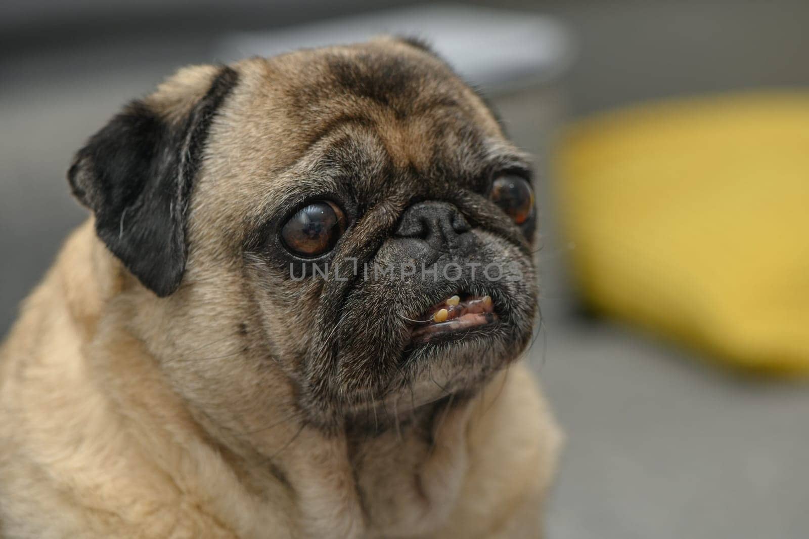 old pug resting in the apartment 5 by Mixa74