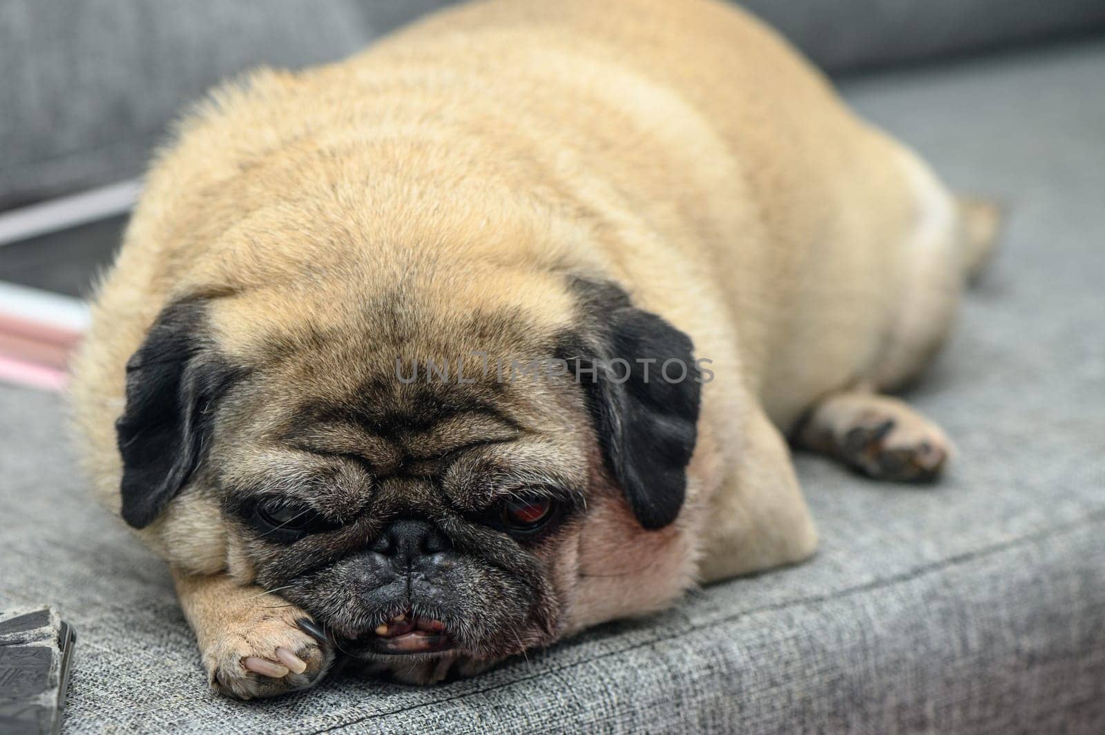 old pug resting in the apartment 5