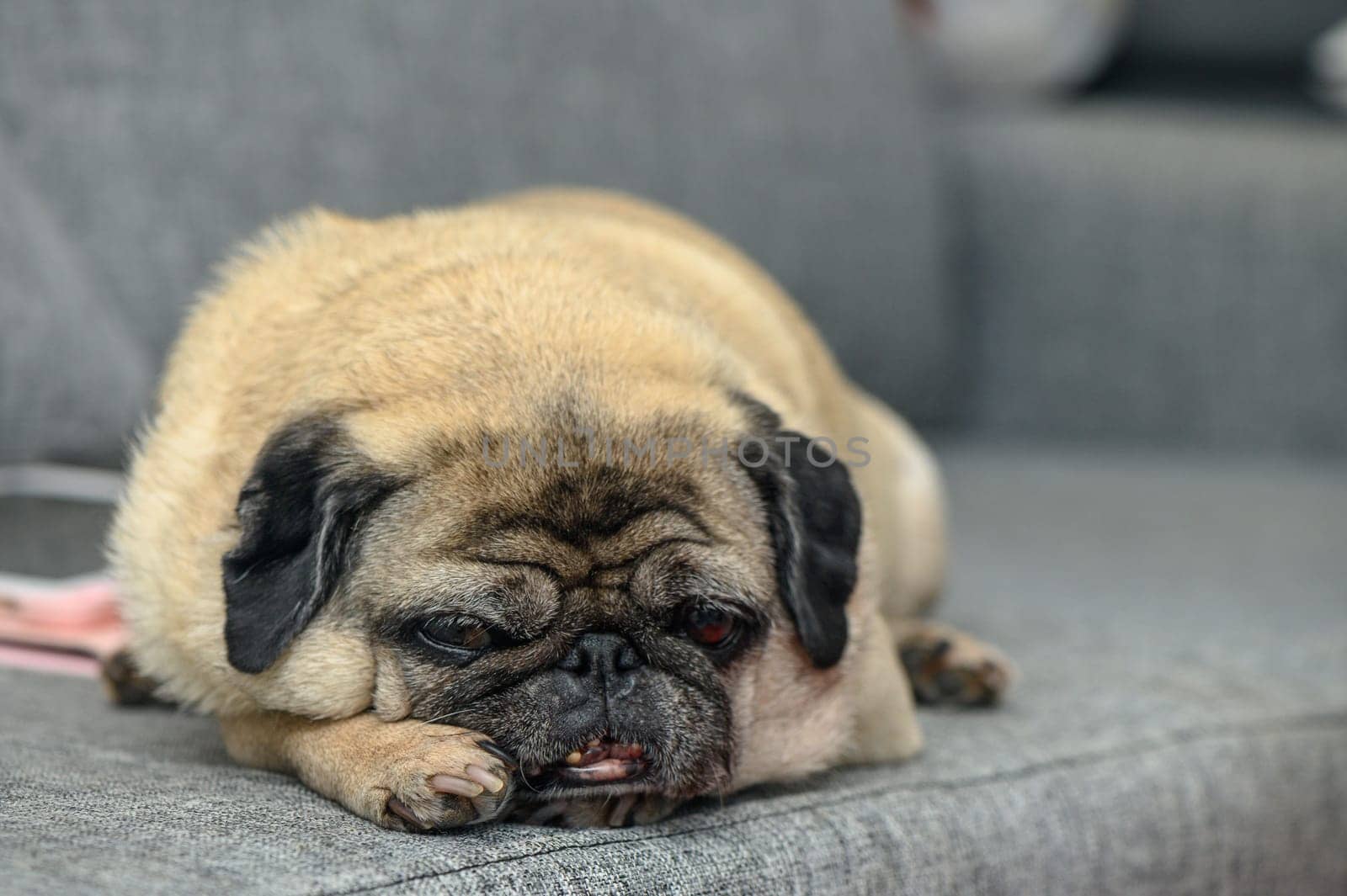 old pug resting in the apartment 9