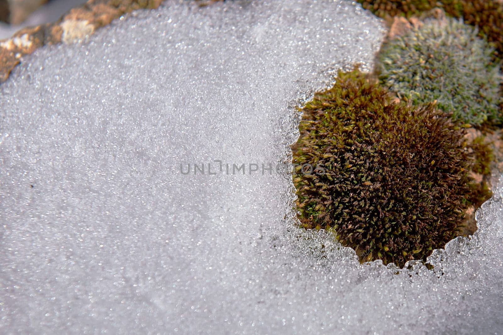 Detail of ice on wooden trunk with grass. out-of-focus background, , macro photography, lines, details, crystals, sun, light
