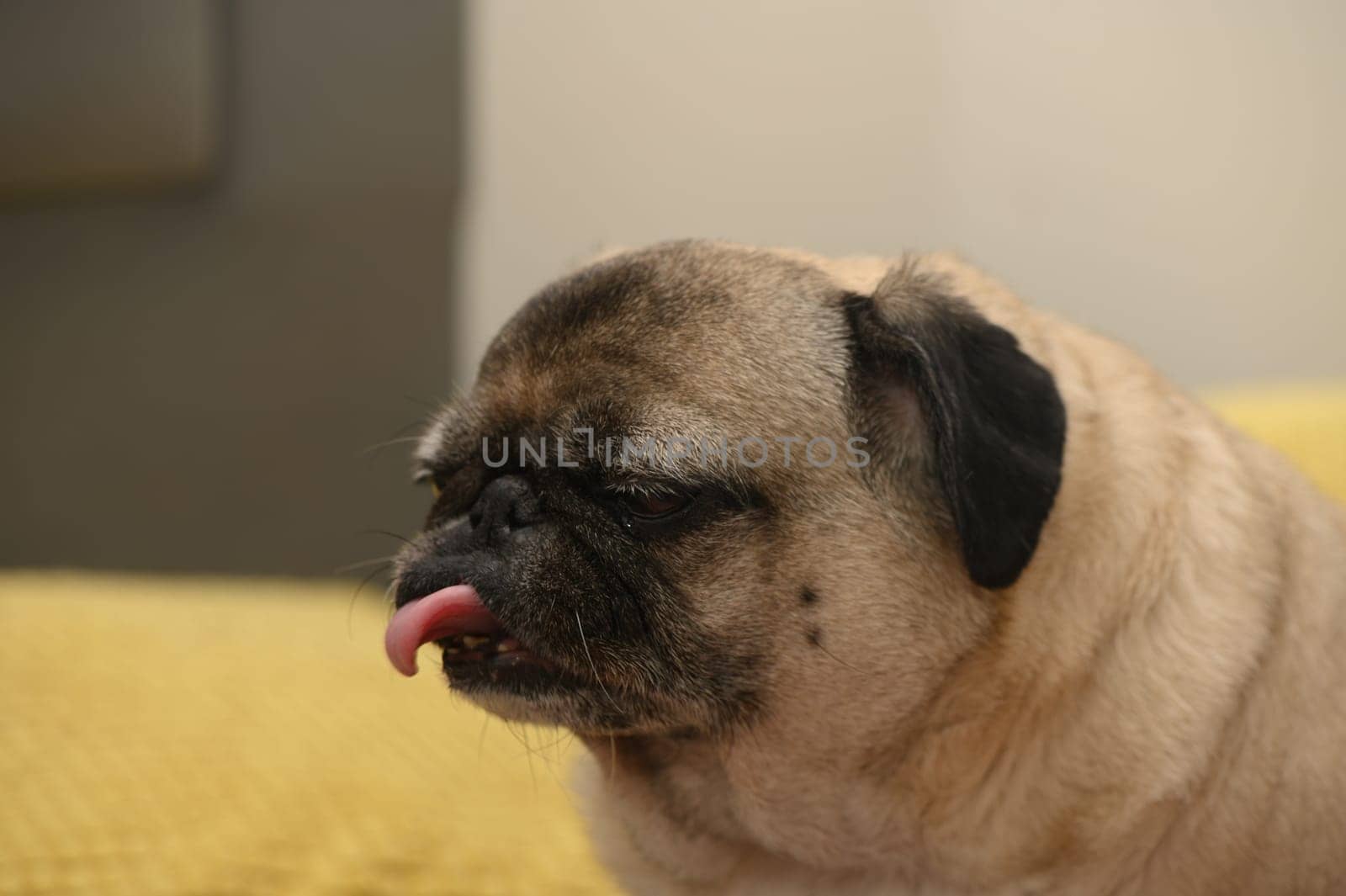 old pug on a sofa with yellow pillows 5