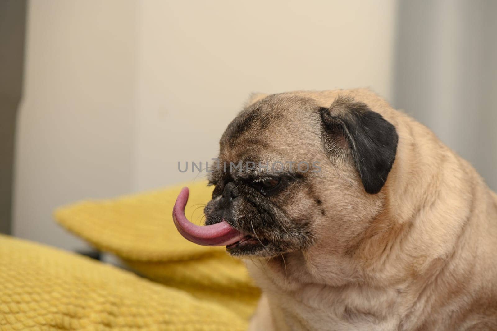 old pug on a sofa with yellow pillows4 by Mixa74