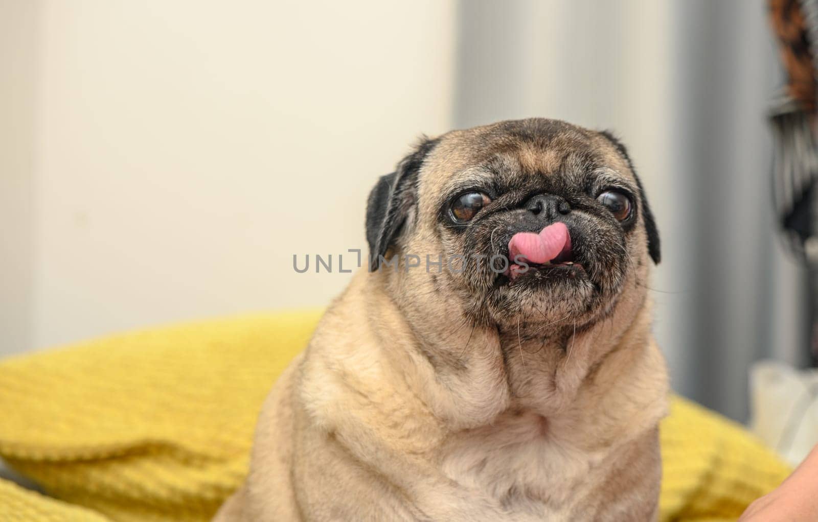 old pug on a sofa with yellow pillows 2 by Mixa74