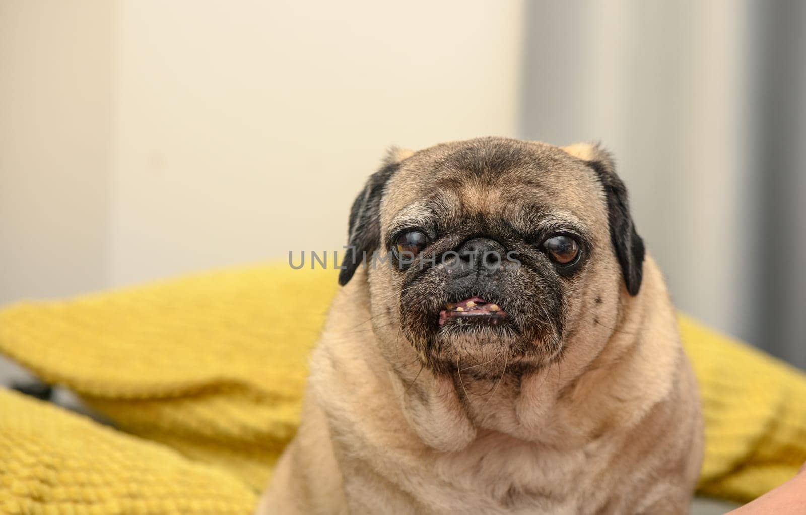 old pug on a sofa with yellow pillows 1 by Mixa74