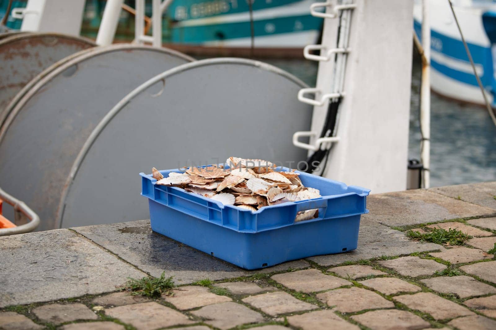 Fresh french scallops Fresh Scallops at a port of Dieppe France