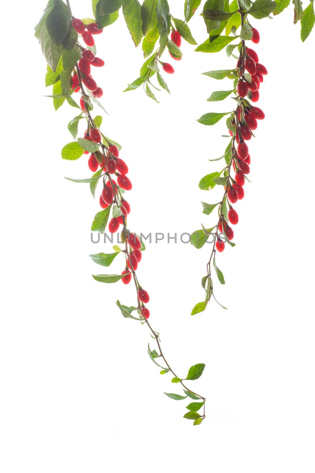 Branch with ripe red goji berry isolated on white background