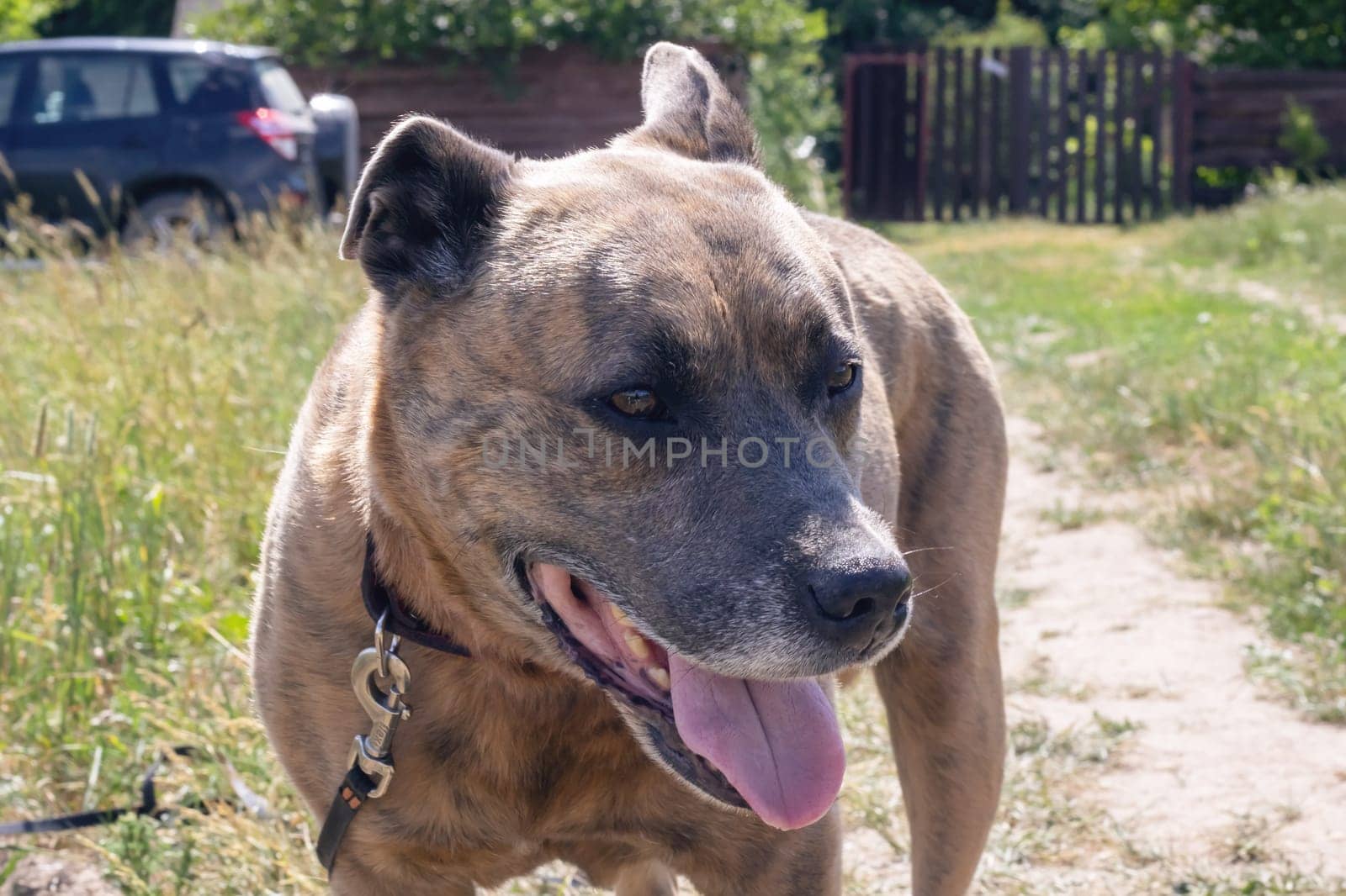 Staffordshire Terrier in the field, closeup portrait by Vera1703