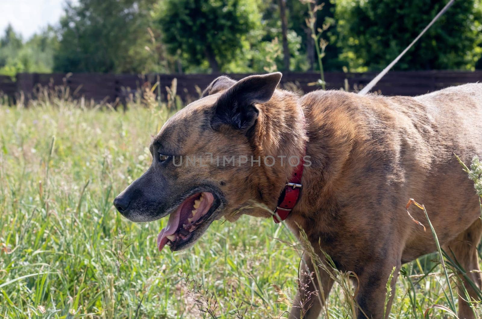 Staffordshire Terrier in the field, close up portrait