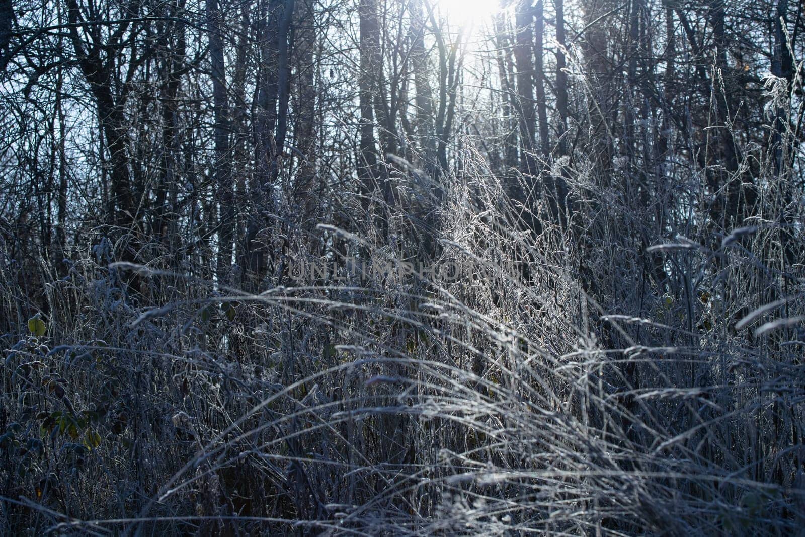 The sun's rays break through the frost-covered branches of the shrubbery by galsand