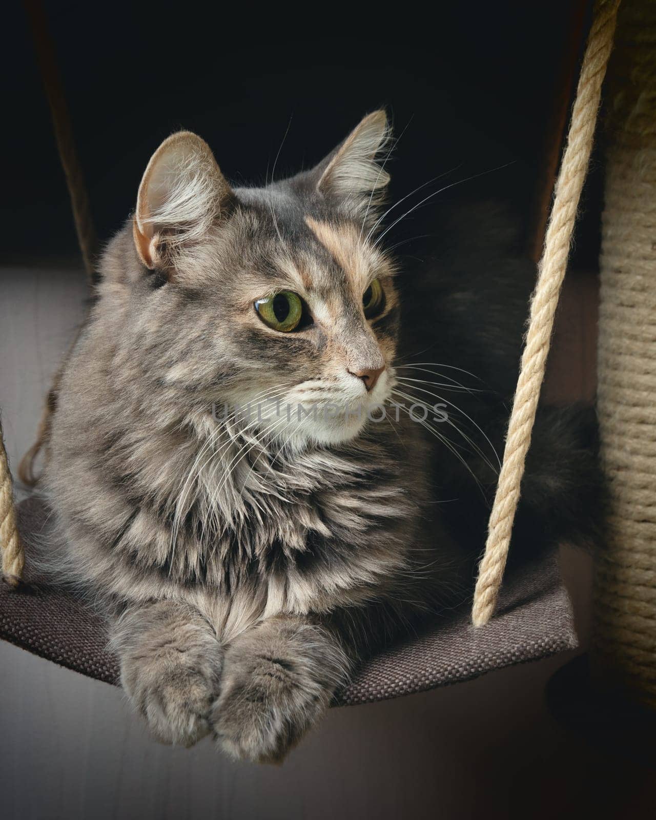 Portrait Cute gray cat with green eyes on a swing by galsand