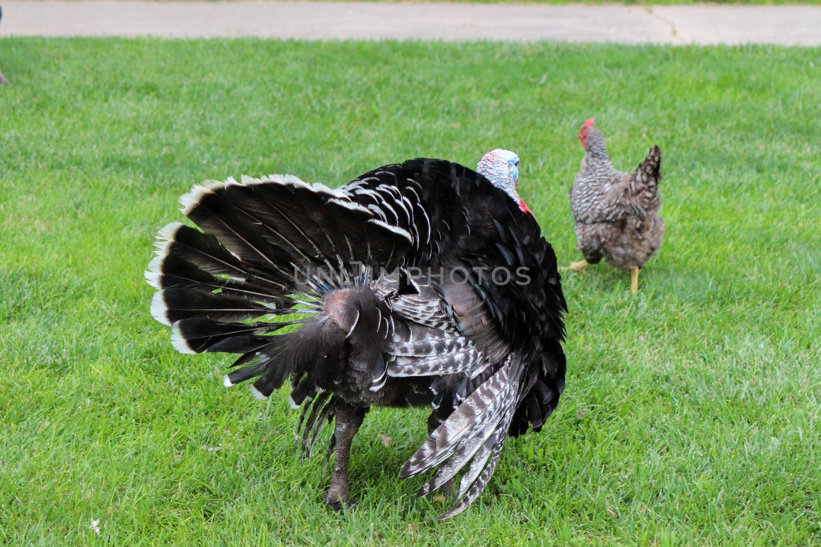 Male Turkey running around with the chickens . High quality photo