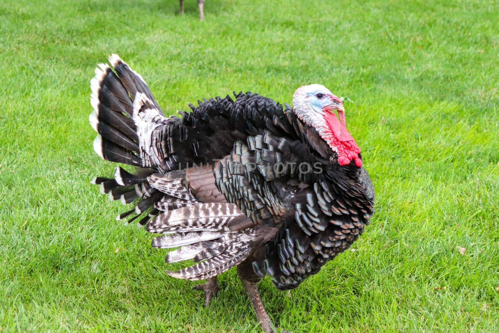 Male Turkey running around with the chickens . High quality photo