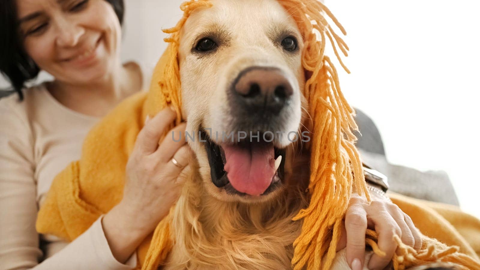 Beautiful girl petting golden retriever dog covered with yellow blanket sitting on sofa at home. Pretty young woman with purebred doggy pet and plaid indoors