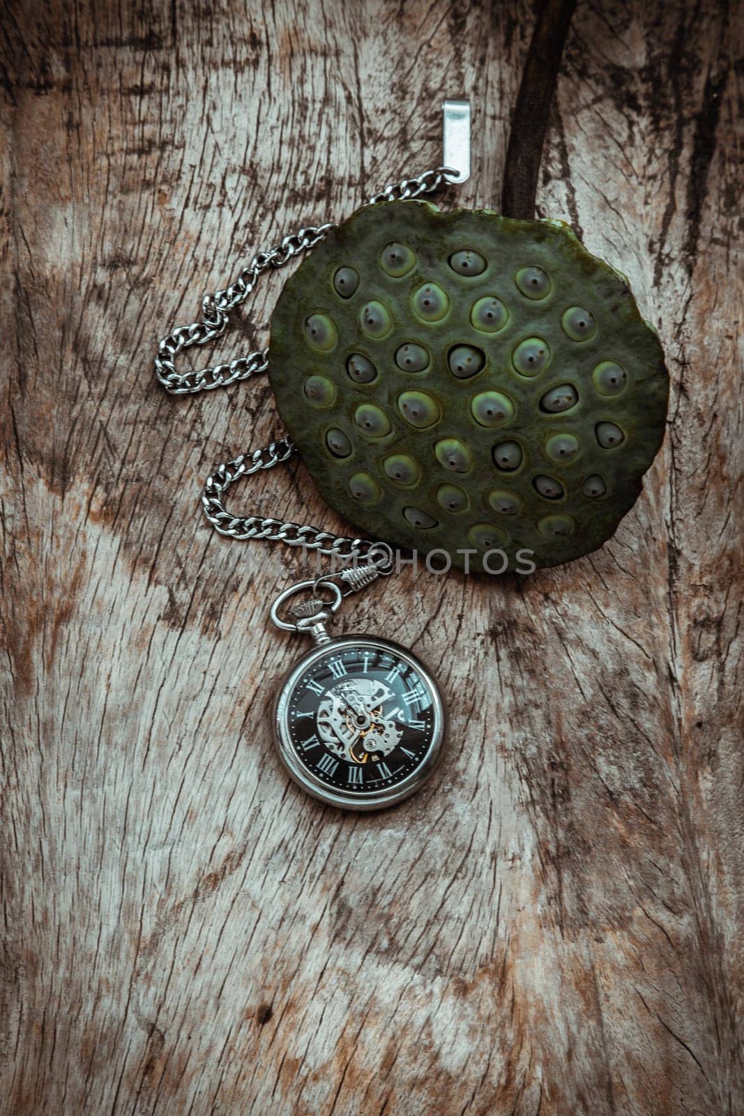 A retro pocket watch and Fresh green lotus seed pods on old wooden board background. Time and Peace conept, Copy space, Focus and blur.