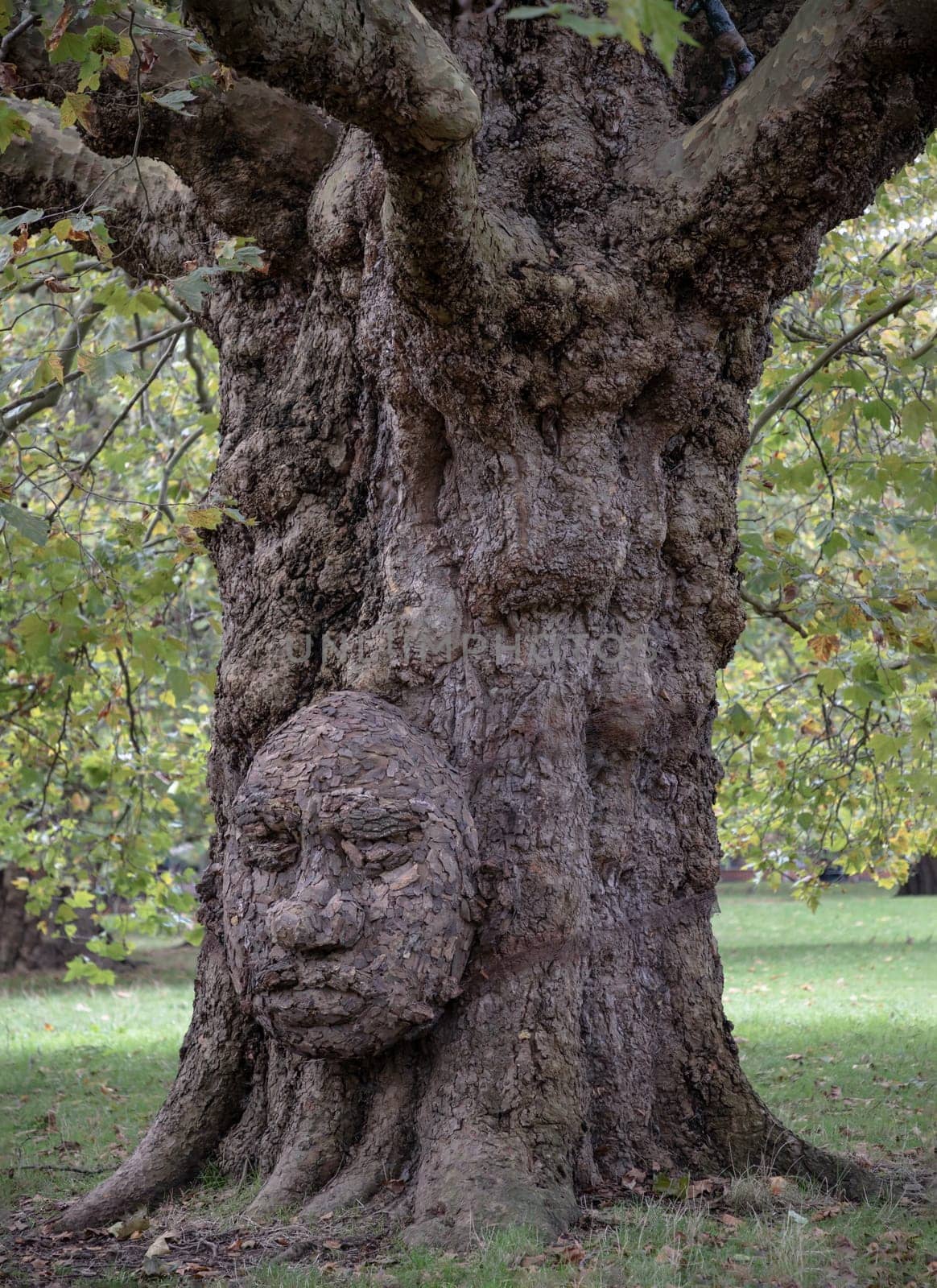 The giant grandfather tree at Acton public park. The tree looks like human's face, Trunk and big tree roots spreading out, The concept of care and environmental protection. Nature background, Space for text, Selective focus.