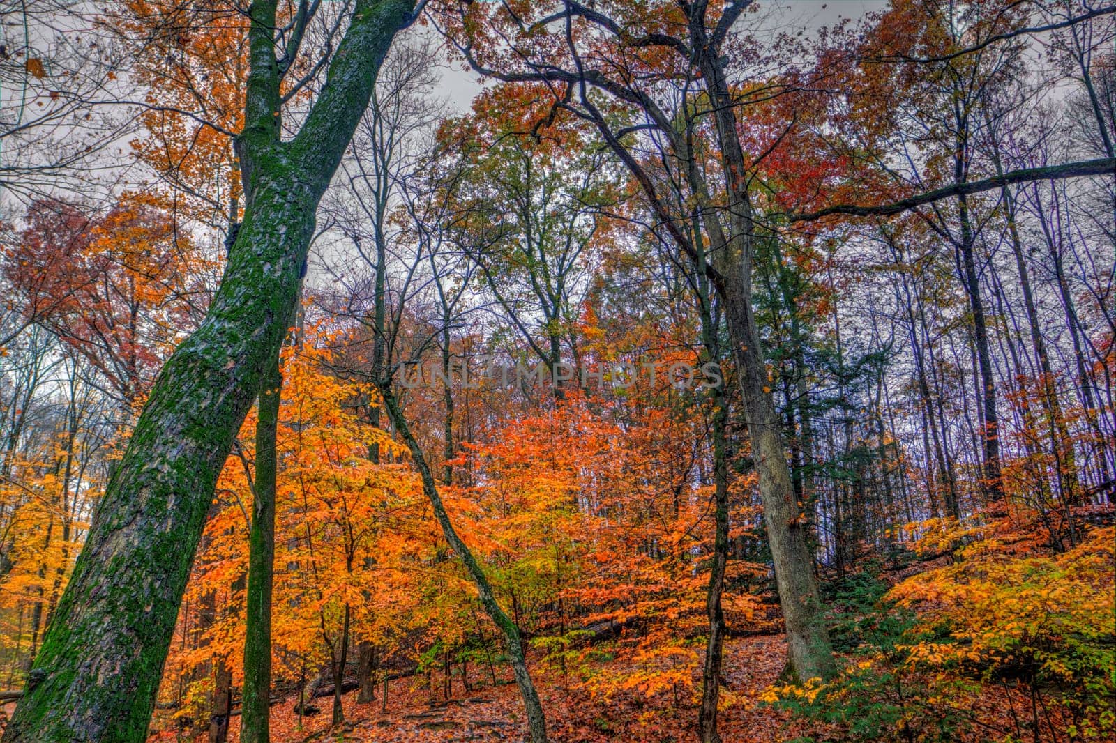 View of Dundee Falls in Autumn, Beach City Wilderness Area, Ohio