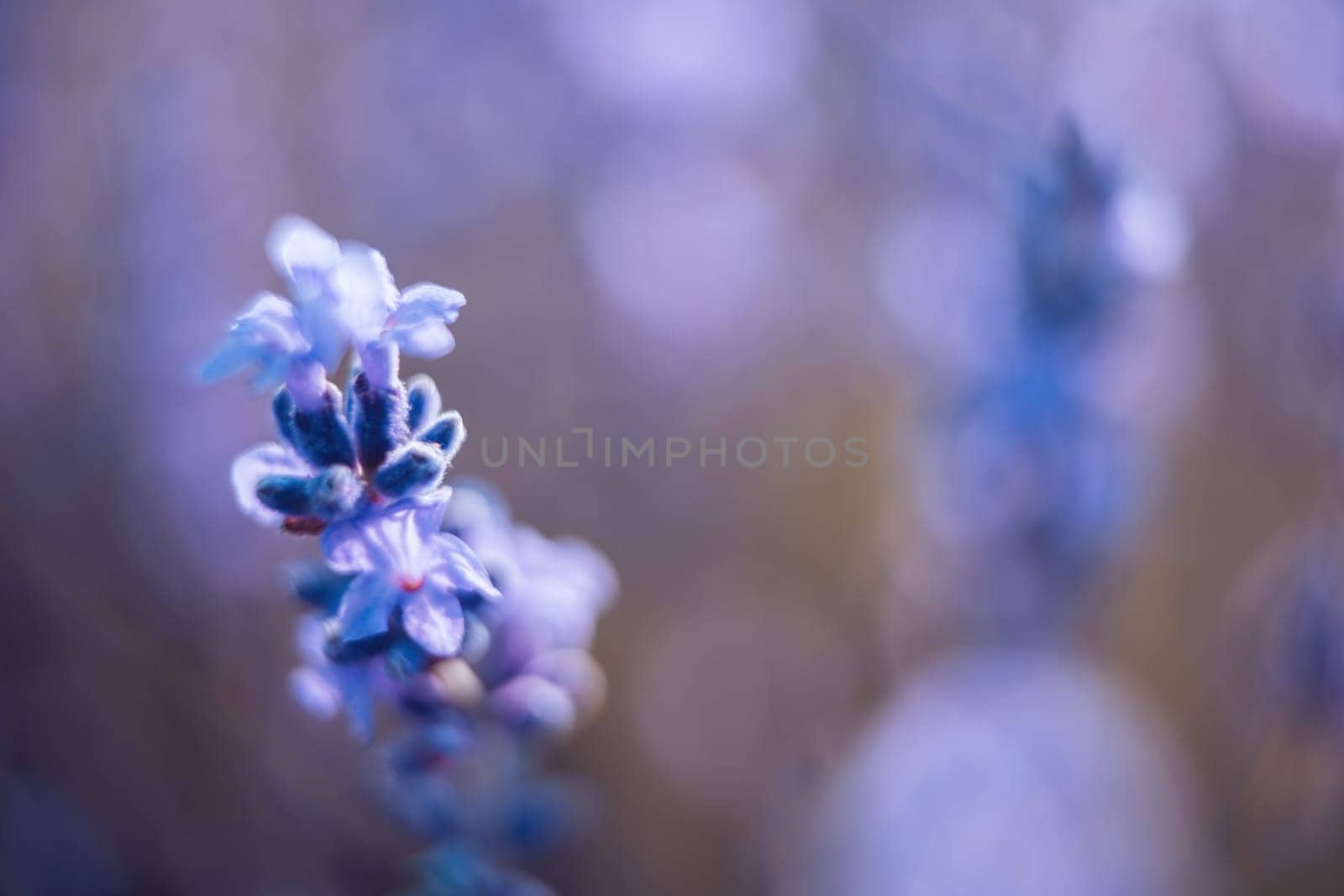 Lavender flower blooming scented fields in endless rows. Selective focus on Bushes of lavender purple aromatic flowers at lavender field. Abstract blur for background.