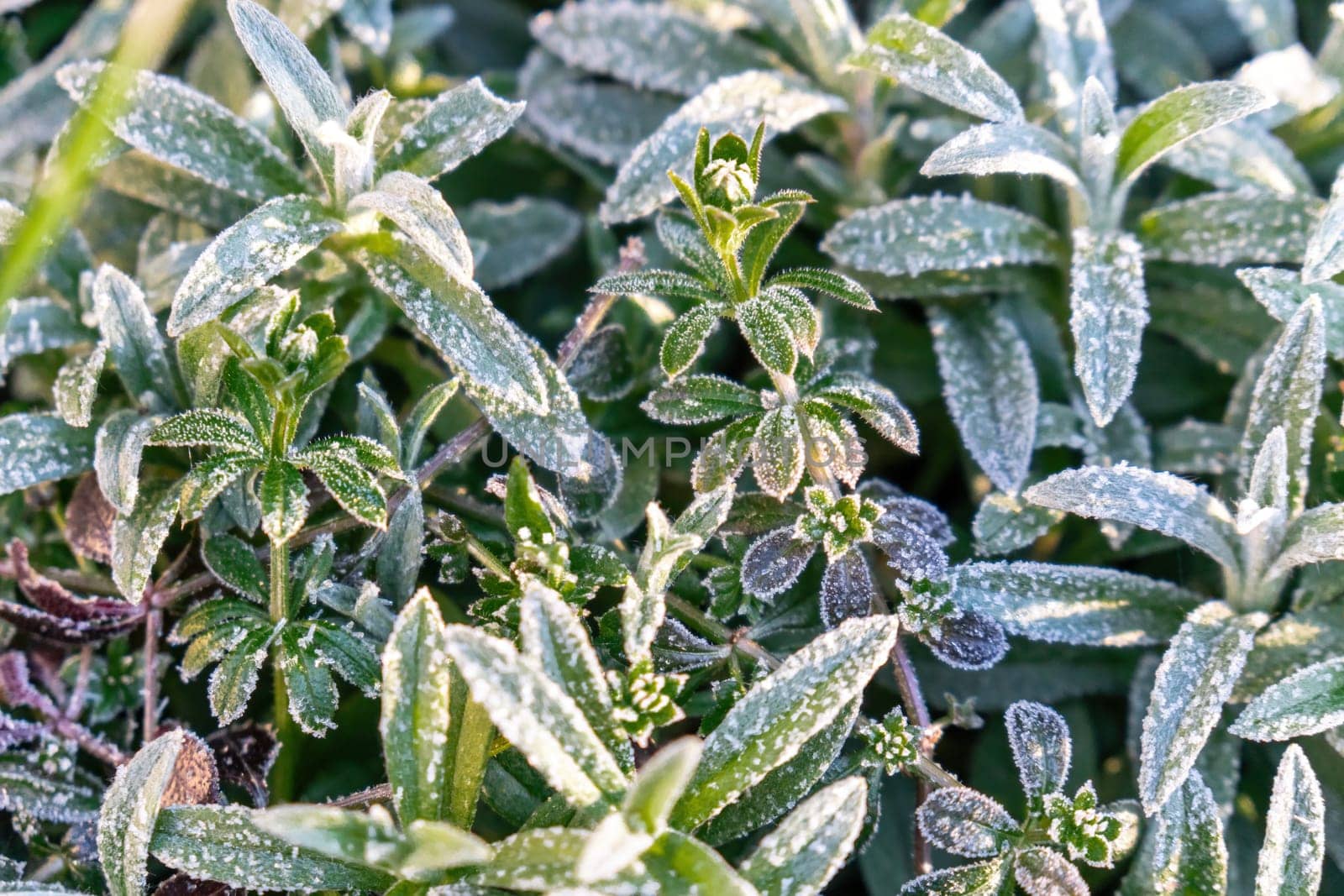 Beautiful frozen microcosmos. Freezing weather frost action in nature. First frost at frozen field plants close-up autumn shot