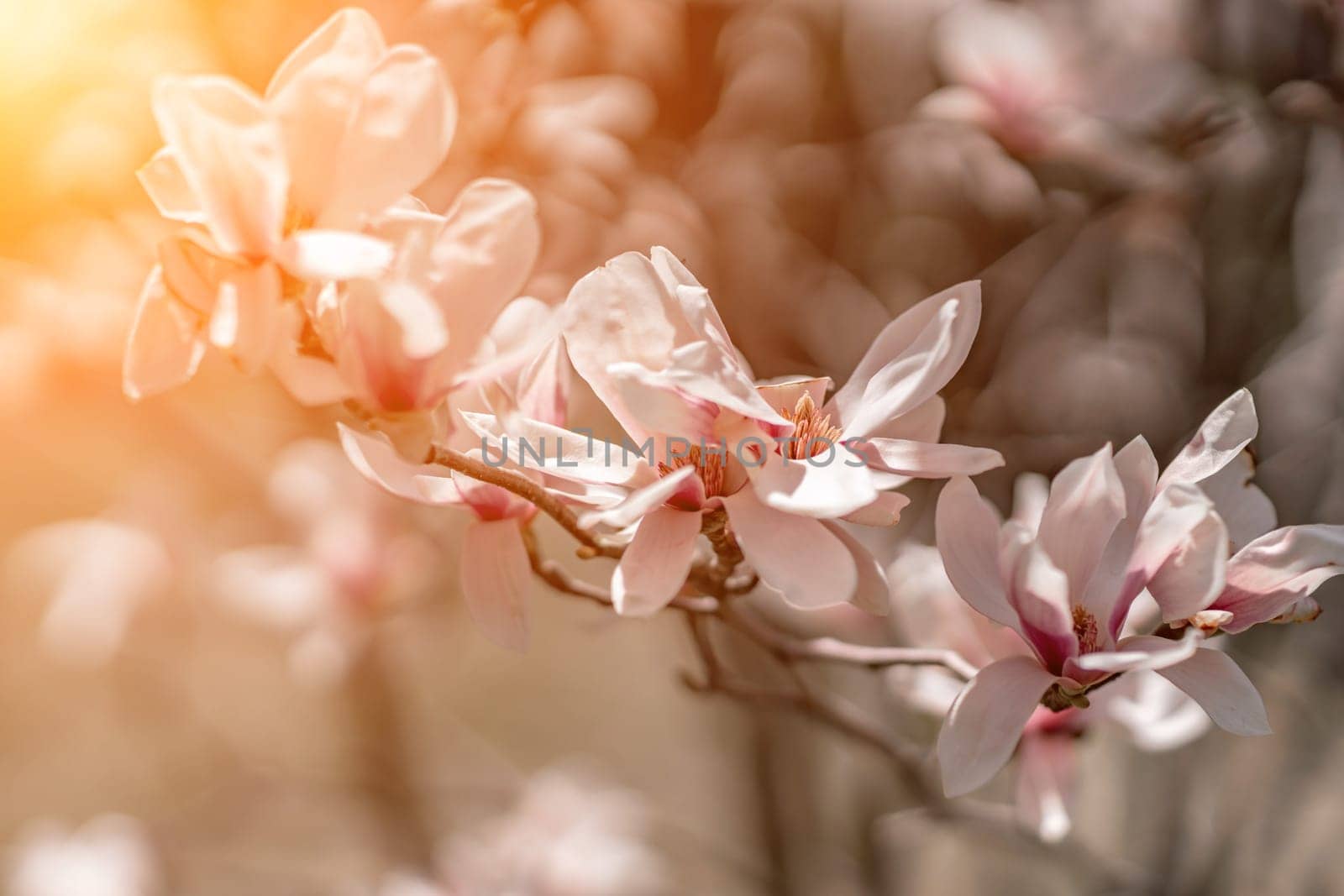 Blooming magnolia in spring against pastel bokeh blue sky and pink background, wide composition