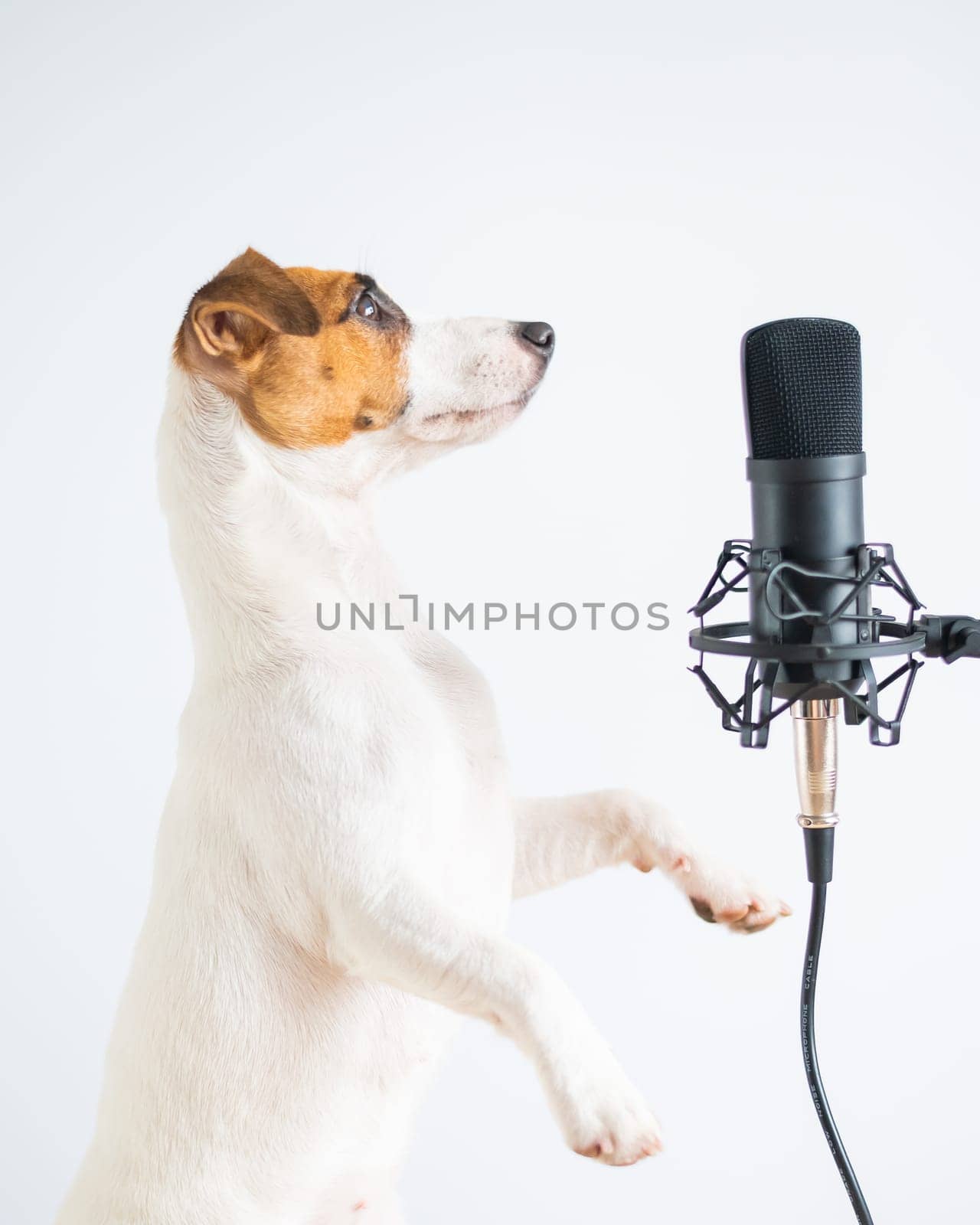 Jack russell terrier dog at the microphone and is broadcasting on a white background by mrwed54