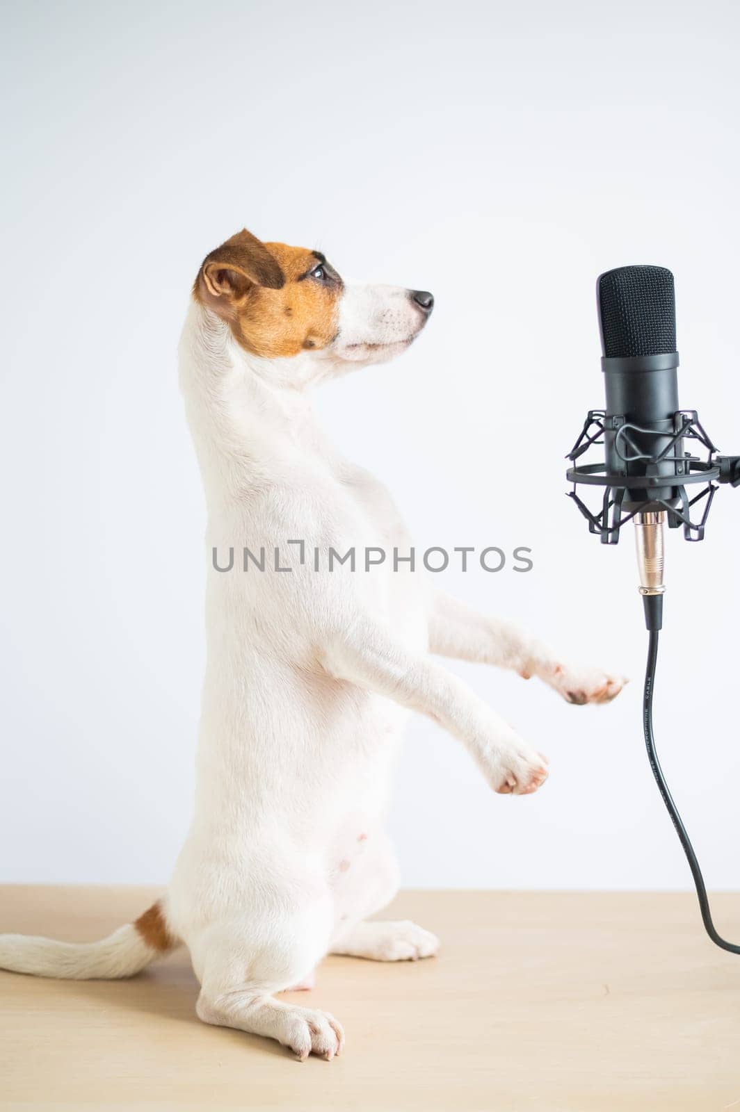 Jack russell terrier dog stands on its hind legs in a pose to serve at the microphone and is broadcasting on a white background by mrwed54