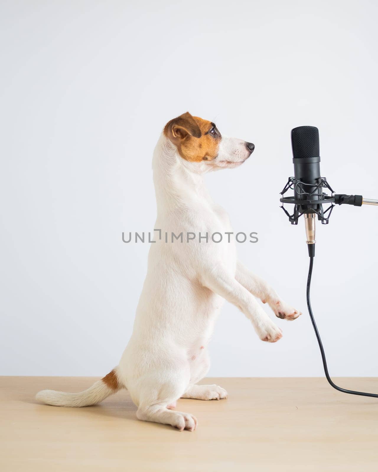 Jack russell terrier dog stands on its hind legs in a pose to serve at the microphone and is broadcasting on a white background.