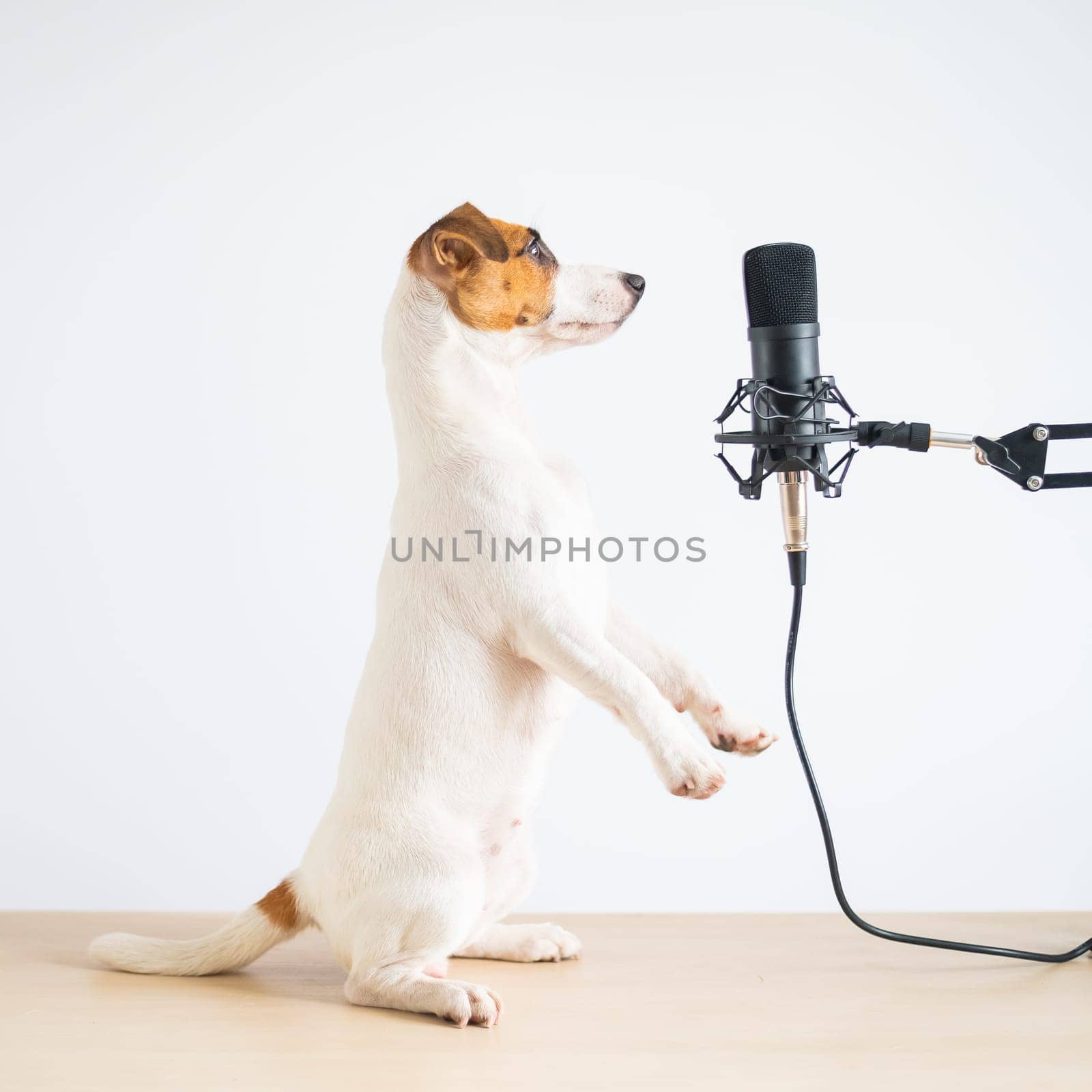 Jack russell terrier dog stands on its hind legs in a pose to serve at the microphone and is broadcasting on a white background.