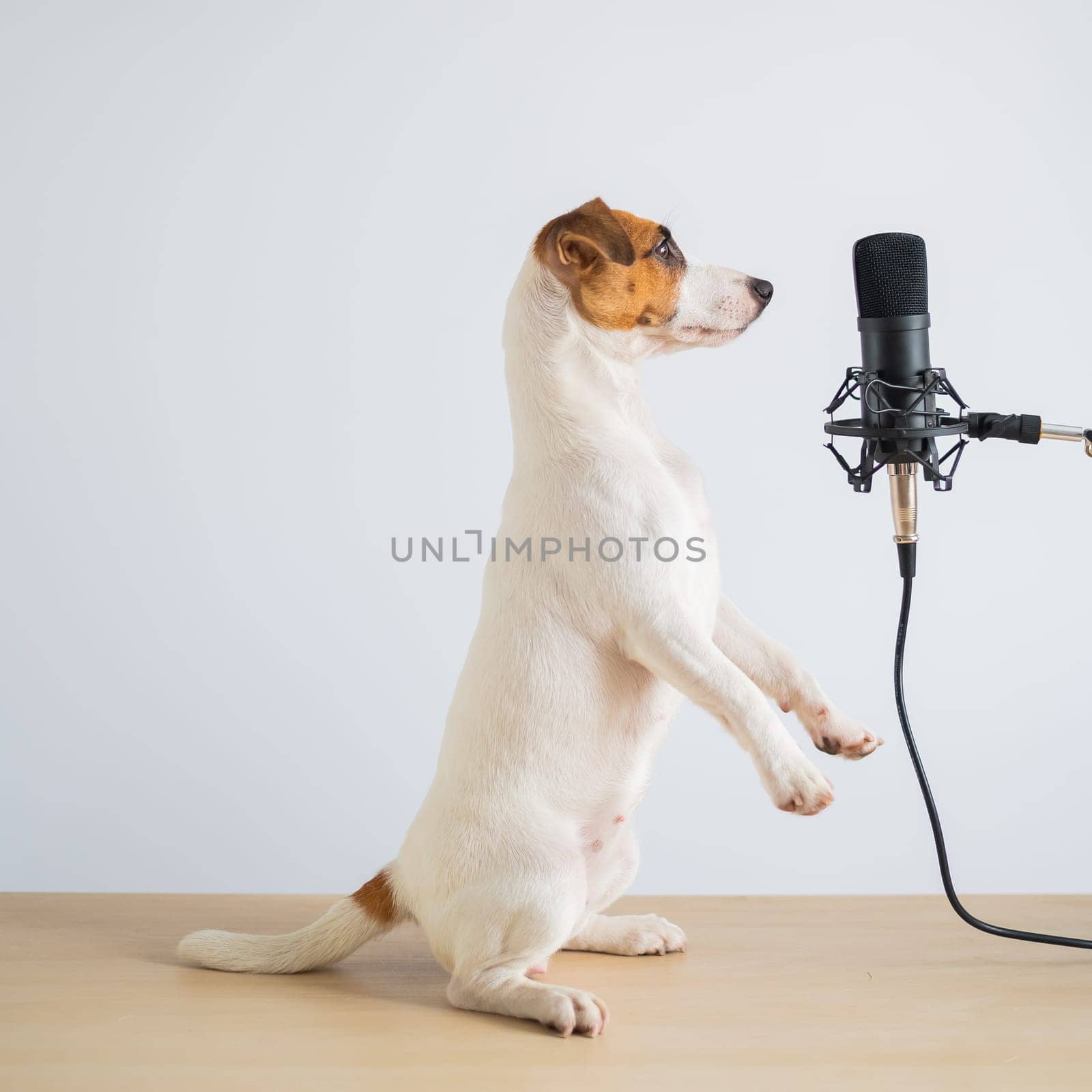 Jack russell terrier dog stands on its hind legs in a pose to serve at the microphone and is broadcasting on a white background.