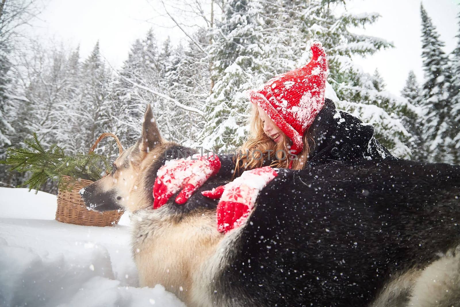 Cute little girl in red cap or hat and black coat with basket of green fir branches in snow forest and big dog shepherd looking as wolf on cold winter day. Fun and fairytale on photo shoot